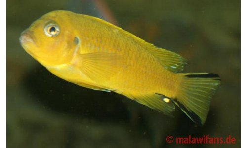 Pseudotropheus daktari Hai Reef